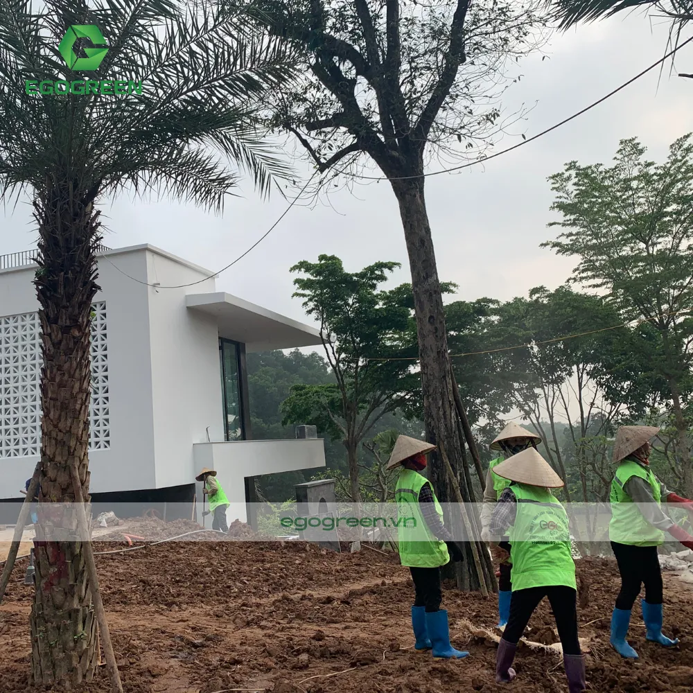 Lập kế hoạch kiểm tra cây sau bão